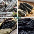 Aztec Black Corn Ancient Heirloom 40 Seeds