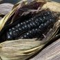 Aztec Black Corn Ancient Heirloom 40 Seeds