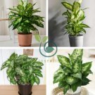 Dieffenbachia Live Plant Easy to Seasons 100 Seeds