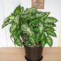 Dieffenbachia Live Plant Easy to Seasons 100 Seeds