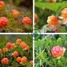 Cloudberry (Rubus Chamaemorus) Artic Raspberry 200 Seeds