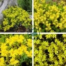 Golden Acre Sedum Stonecrop Gold Moss Flower 200 Seeds