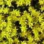 Golden Acre Sedum Stonecrop Gold Moss Flower 200 Seeds