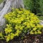Golden Acre Sedum Stonecrop Gold Moss Flower 200 Seeds