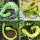 Climbing Zucchini 100 Seeds