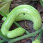 Climbing Zucchini 100 Seeds