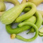 Climbing Zucchini 100 Seeds
