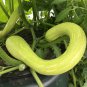 Climbing Zucchini 100 Seeds