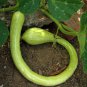 Climbing Zucchini 100 Seeds