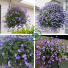 Streptocarpus Concorde Mix Flower 200 Seeds