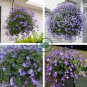 Streptocarpus Concorde Mix Flower 200 Seeds