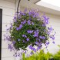 Streptocarpus Concorde Mix Flower 200 Seeds