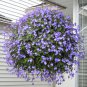 Streptocarpus Concorde Mix Flower 200 Seeds