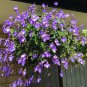 Streptocarpus Concorde Mix Flower 200 Seeds