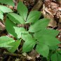 Wild Sarsaparilla Plant 20 Seeds