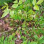 Wild Sarsaparilla Plant 20 Seeds