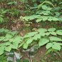 Wild Sarsaparilla Plant 20 Seeds