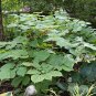 Wild Sarsaparilla Plant 20 Seeds
