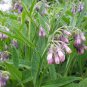 Comfrey (symphytum Officinale) 100 Seeds
