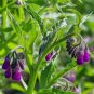 Comfrey (symphytum Officinale) 100 Seeds