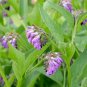 Comfrey (symphytum Officinale) 100 Seeds