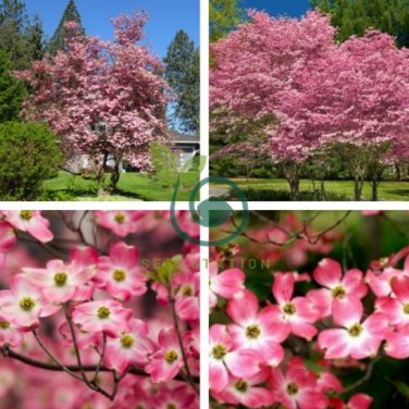 Flowering Pink Dogwood Cornus Tree 10 Seeds