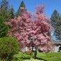 Flowering Pink Dogwood Cornus Tree 10 Seeds