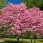 Flowering Pink Dogwood Cornus Tree 10 Seeds