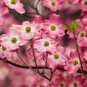 Flowering Pink Dogwood Cornus Tree 10 Seeds
