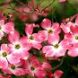 Flowering Pink Dogwood Cornus Tree 10 Seeds