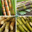 Sugar Cane 200 Seeds