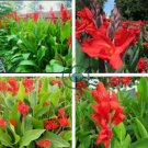 Canna Flower 20 Seeds