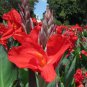 Canna Flower 20 Seeds