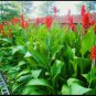 Canna Flower 20 Seeds
