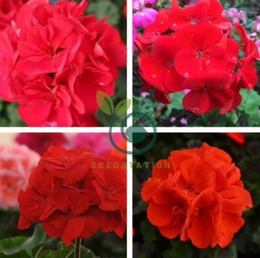 Geranium Rose Red Flowers 200 Seeds