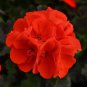 Geranium Rose Red Flowers 200 Seeds