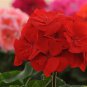 Geranium Rose Red Flowers 200 Seeds