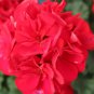 Geranium Rose Red Flowers 200 Seeds