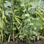 Broad Windsor Fava Bean 400 Seeds