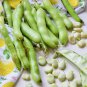 Broad Windsor Fava Bean 400 Seeds
