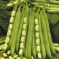 Broad Windsor Fava Bean 400 Seeds