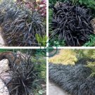 Ophiopogon Planiscapus Nigrescens Black Plant 20 Seeds