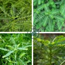 Phyllanthus Niruri Bhuiamla Green Chanca Piedra 100 Seeds