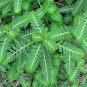 Phyllanthus Niruri Bhuiamla Green Chanca Piedra 100 Seeds