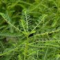 Phyllanthus Niruri Bhuiamla Green Chanca Piedra 100 Seeds
