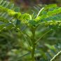 Phyllanthus Niruri Bhuiamla Green Chanca Piedra 100 Seeds