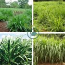 Elephant Grass 200 Seeds