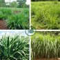 Elephant Grass 200 Seeds