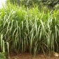 Elephant Grass 200 Seeds