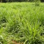 Elephant Grass 200 Seeds